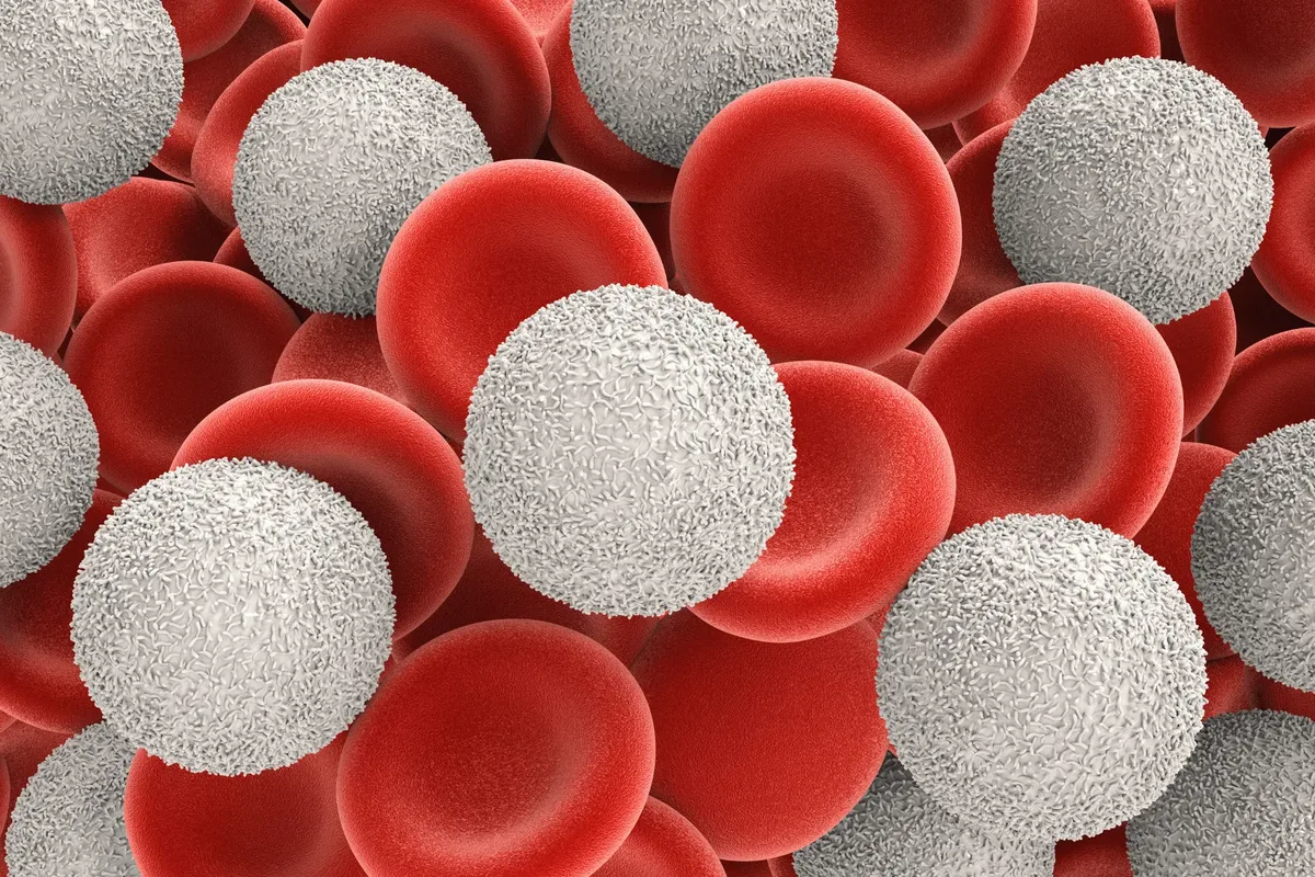 Magnified red blood cells and white blood cells in the bloodstream, the cells counted by an anemia test at home in Dubai