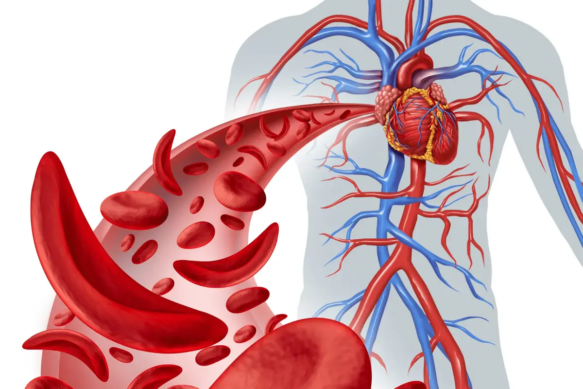 Red blood cells flowing inside a blood vessel next to a diagram of the human circulatory system showing the heart and arteries, illustrating what a CBC (Complete Blood Count) test at home in Dubai measures