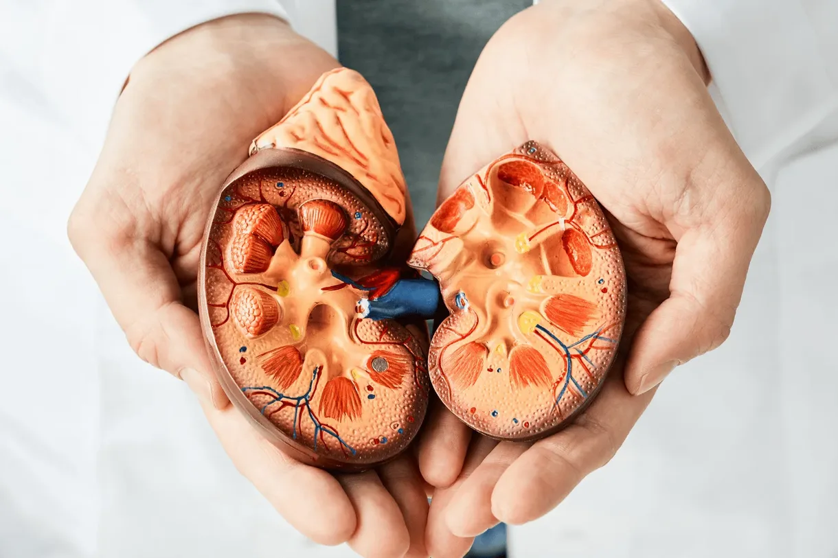 A clinician in a white coat holding an anatomical model of a human kidney in cupped hands, illustrating the organ assessed by a kidney function test at home in Dubai