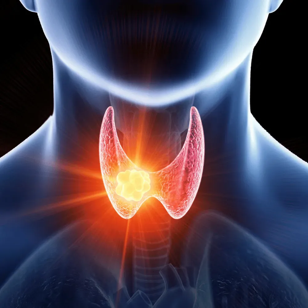 Illustration showing the thyroid gland in the neck