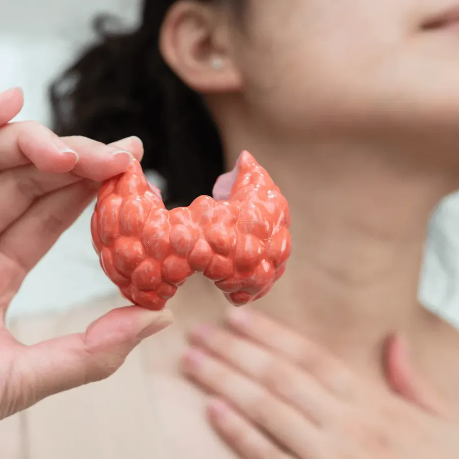 A hand holding an anatomical model of the butterfly-shaped thyroid gland beside the neck of a woman, for a thyroid test at home in Dubai