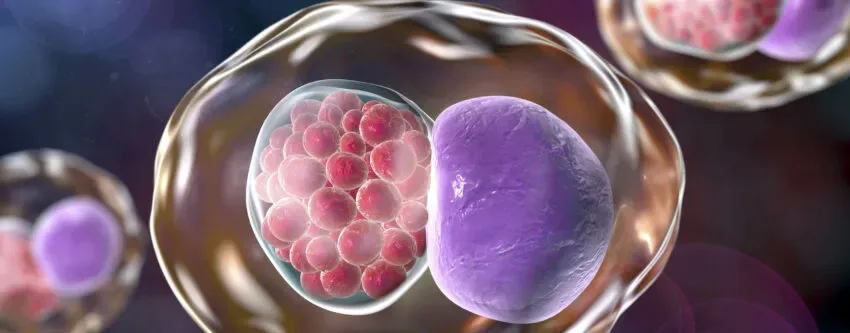 Microscopic illustration of cells associated with infection