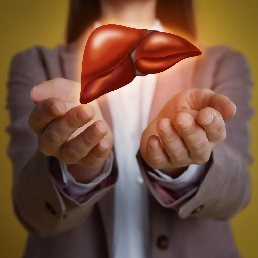 Doctor holding an anatomical liver model