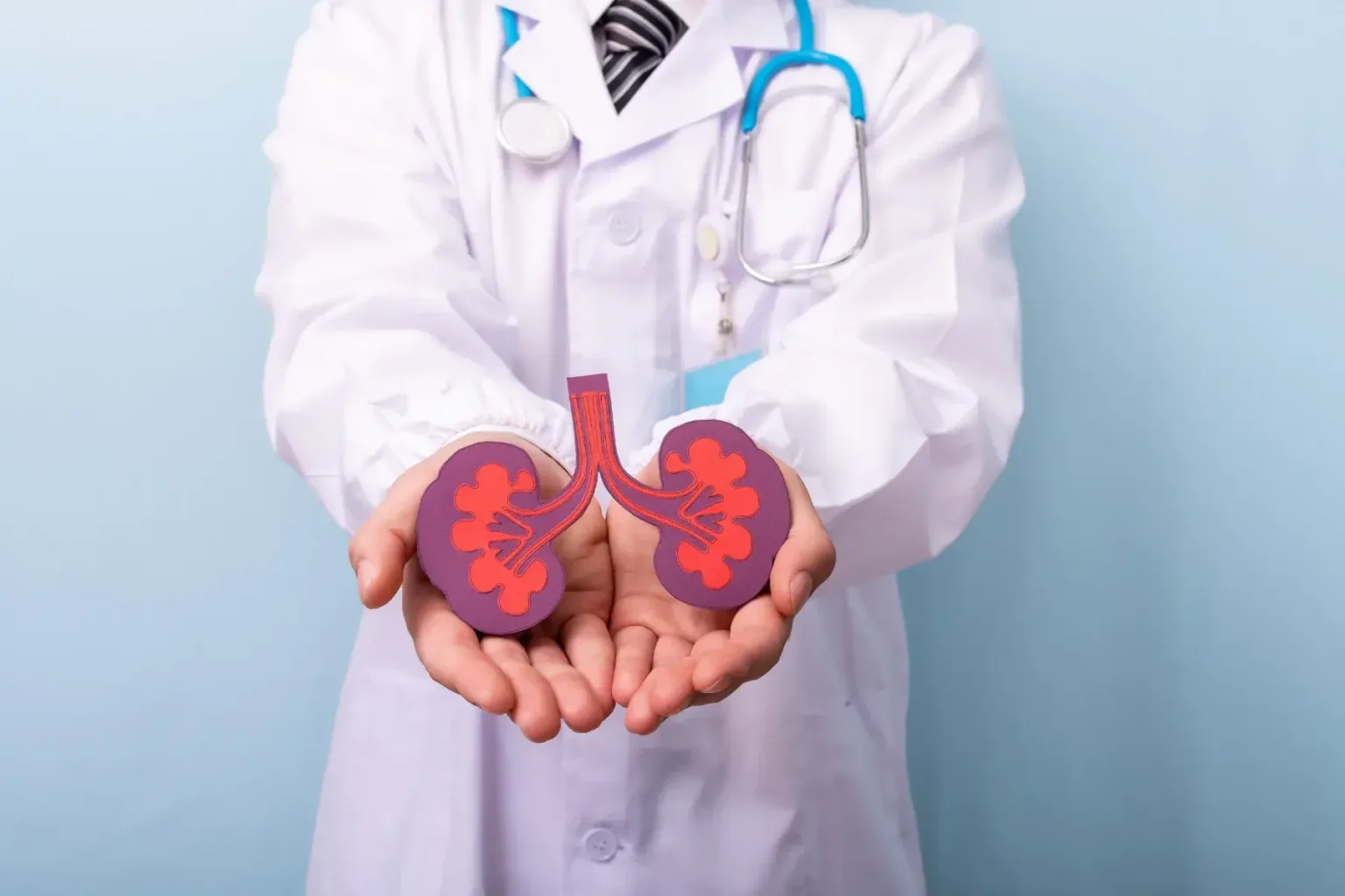 Doctor holding an illustration of healthy kidneys