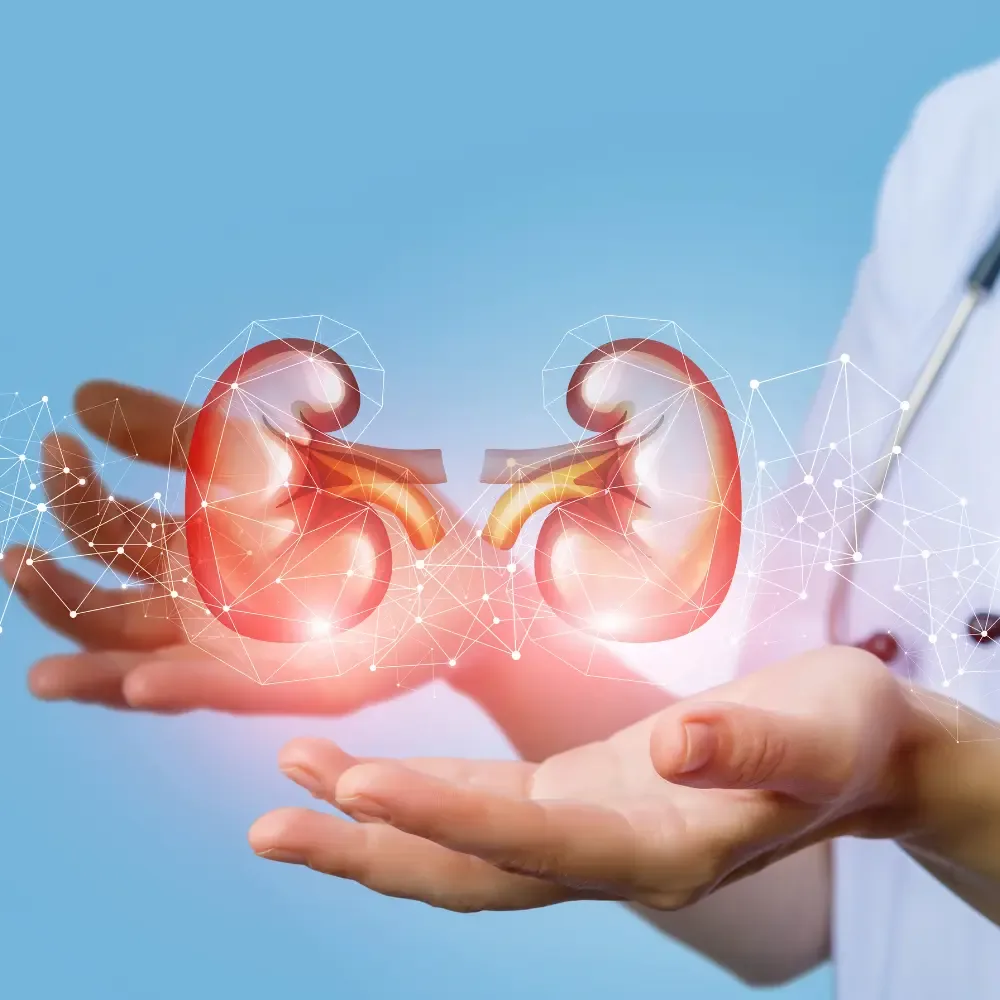 Clinician holding a glowing illustration of the kidneys